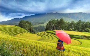 Vietnam terrace rice fields