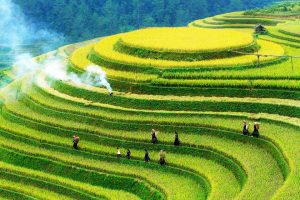 Mu Cang Chai rice fields